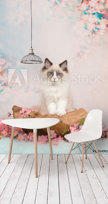 Picture of Pretty blue eyed ragdoll baby cat in a wooden scale on a romantic background with flowers and soft pastel colors